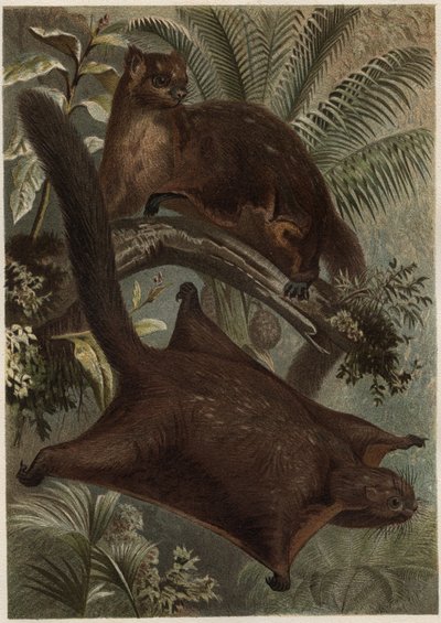 Taguan (Flyvende egern) (familie Sciuridae) - Egern (flyvende egern) - gravering fra "" Brehm