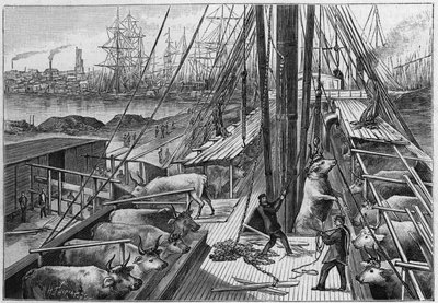 Den engelske damper "Bellenden", der fragtede 90 okser fra Argentina, ankom til havnen i Dunkerque den 18. januar af Unknown artist