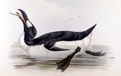 Kæmpepingvinen (Alca Impennis) - i Europas fugle” af John Gould, London af Unknown artist