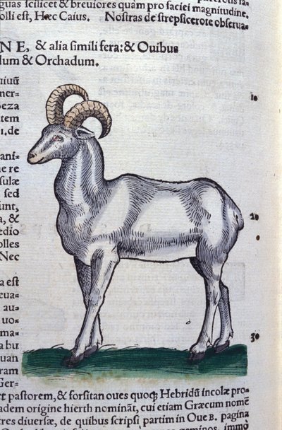 Ibex in Historia Animalium af Conrad Gesner (1516 - 1565), Tiguri af Unknown artist