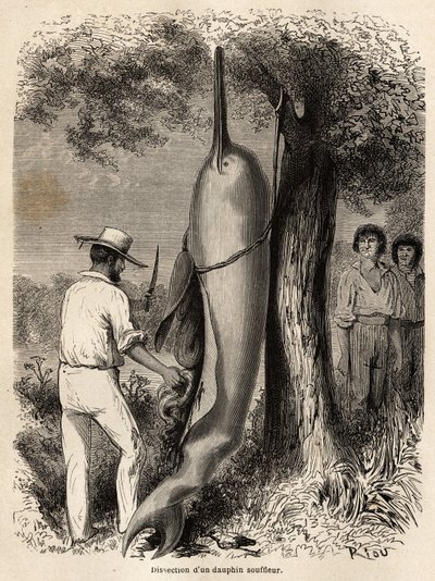 Forfatterens dissektion af en blæserdelfin (ferskvandsdelfin) observeret af to Perou Cocama-indianere, som harpuneret dyret. Indgravering til illustration af rejsen fra Stillehavet til L