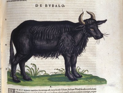 Bøflen efter Historiae animalium af Konrad Gesner, Tiguri af Unknown artist