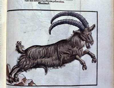 Stenbukken efter Historiae animalium af Konrad Gesner, Tiguri af Unknown artist