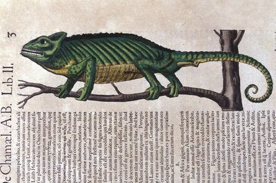 Kamæleonen efter Historiae animalium af Konrad Gesner, Tiguri af Unknown artist
