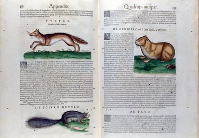 Dobbeltsiden af ​​gnavere i Historia Animalium af Conrad Gesner (1516 - 1565), Tiguri af Unknown artist