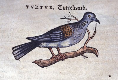 Duen - fra Historia animalium af Konrad Gesner, Tiguri af Unknown artist