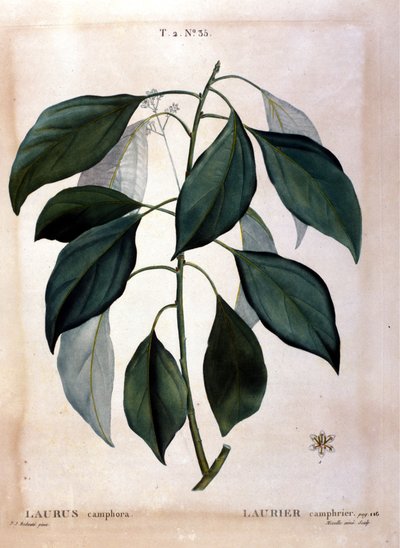 Laurbæret: kamfer. 1800-tallets herbarium. af Unknown artist