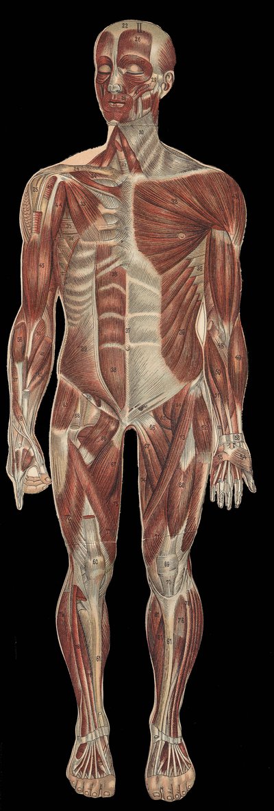 Musklerne i hovedet, krop og ekstremiteter på den forreste del af kroppen.i "" Den nye naturlige medicin"" af F.E. Bilz.1898. af Unknown artist