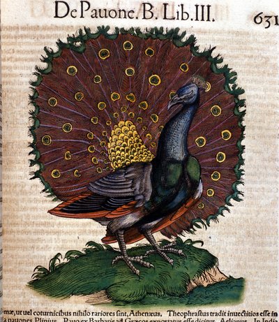Påfuglen efter Historiae animalium af Konrad Gesner, Tiguri af Unknown artist