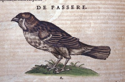 Spurven i Historia Animalium af Conrad Gesner (1516 - 1565), Tiguri af Unknown artist