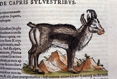 Vildgeden efter Historiae animalium af Konrad Gesner, Tiguri af Unknown artist