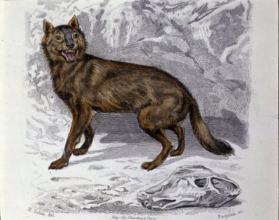 Ulven. Plade taget fra en Natural History Treat of "" Works of Buffon"" af naturforsker Georges Louis Leclerc, greve af Buffon (1707 - 1788). 19. århundrede af Unknown artist