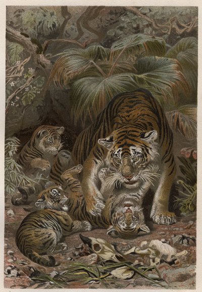 Tiger med tigroner - Tiger (Panthera tigris) med unger - gravering fra "" Brehms Dyreliv"" af Alfred Edmund Brehm (1829Ð1884) af Unknown artist