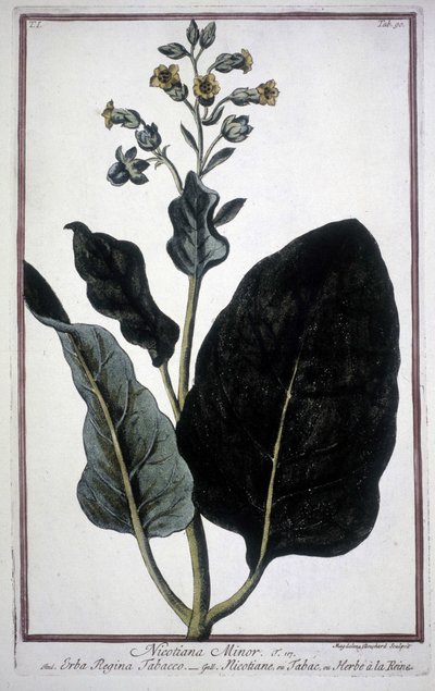 Tobaksblad og blomst (Nicotiana Minor) i et herbarium fra det 19. århundrede. af Unknown artist