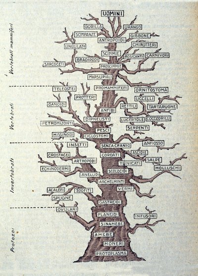 Evolutionens træ eller illustreret tavle, der repræsenterer klassificeringen af dyreriget. af Unknown artist