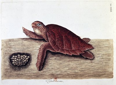 Skildpadde og dens æg - naturhistorisk bestyrelse, B.N. af Unknown artist