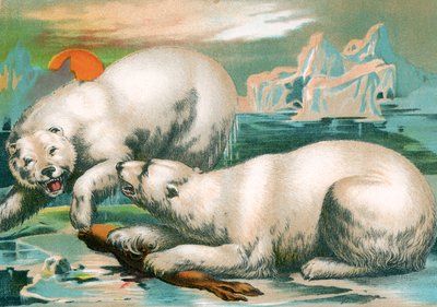 To isbjørne kæmper om sælen af Unknown artist
