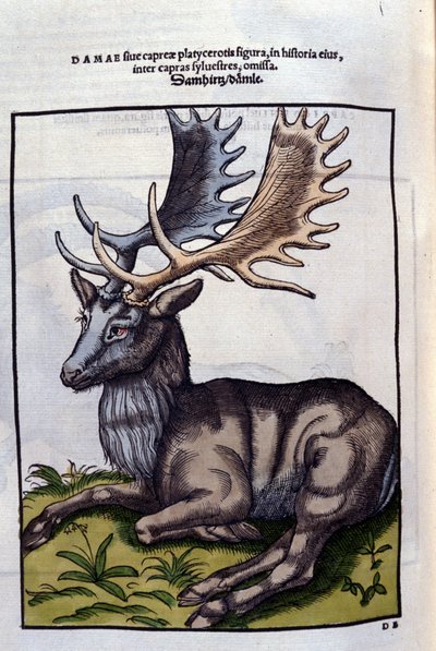 Un rensdyr (cervidé) i Historia Animalium de Conrad Gesner (1516 - 1565), Tiguri af Unknown artist
