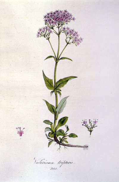 Baldrian. 1800-tals gravering. af Unknown artist