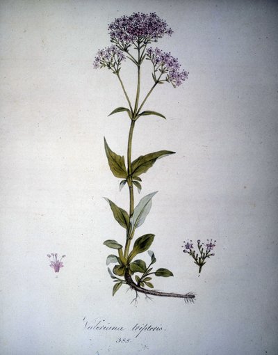 Valeriana lilla eller Valeriana tripteris. 1800-tallets herbarium. af Unknown artist