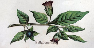 Venenøse botaniske planter: Belladonna. Indgravering i ""Den naturlige medicin"", af Friedrich Eduard Bilz (1842-1922) af Unknown artist