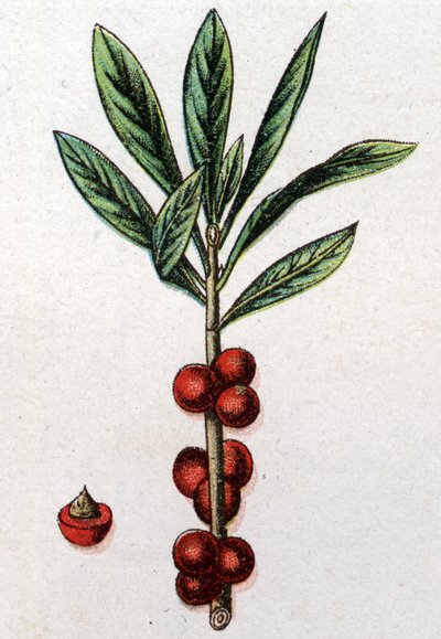 Venenøse botaniske planter: Daphne Mezereon. Indgravering i ""Den naturlige medicin"", af Friedrich Eduard Bilz (1842-1922) af Unknown artist