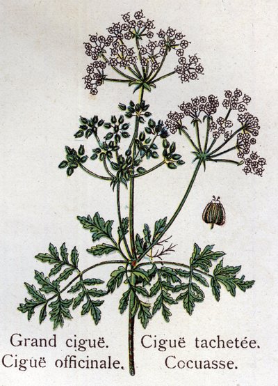 Giftige botaniske planter: store, officielle, plet og kokos. Indgravering i "" La medication naturelle"", af Friedrich Eduard Bilz (1842-1922) af Unknown artist