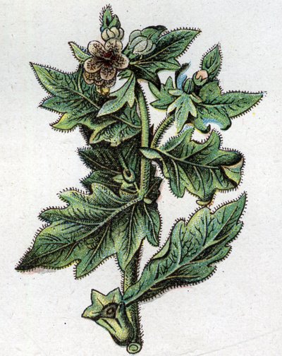 Venenøse botaniske planter: op til. Indgravering i ""Den naturlige medicin"", af Friedrich Eduard Bilz (1842-1922) af Unknown artist