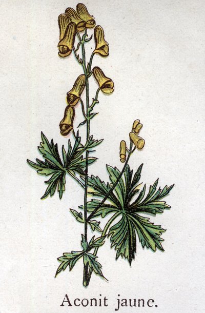 Venenøse botaniske planter: gul akonit. Indgravering i ""Den naturlige medicin"", af Friedrich Eduard Bilz (1842-1922) af Unknown artist