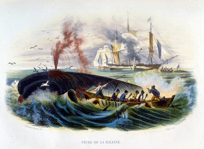 Hvalfangst - i "Naturhistorie" af Lacépède af Unknown artist
