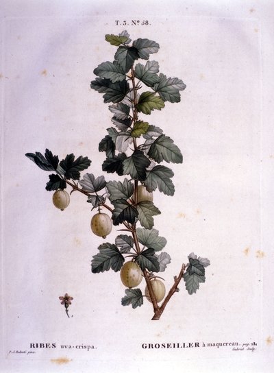 Hvide ribs eller makrel: botanisk bord fra det 19. århundrede. af Unknown artist