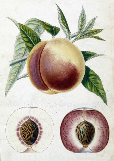 Hvid fersken - botanisk bord af Unknown artist