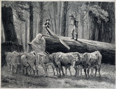 Træhuggere i en redwood-skov i Californien - gravering af Unknown artist