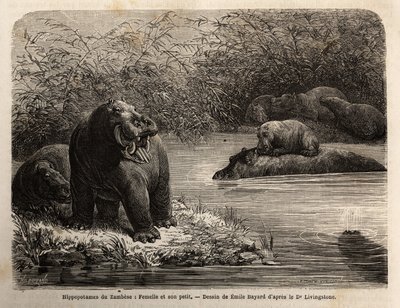 Zambesisk flodhest: kvinde og hendes unge forfriskende i floden. Indgravering til illustration af Dr. Livingstones første rejser til det sydlige Afrika fra 1840 til 1856 i "Le tour du monde, nouveau journal des voyages"" udgivet under ledelse af Edouard Ch af Unknown artist