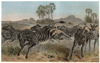 Zebre - Zebraer - Afrikanske hestefamilier - gravering fra "" Brehms Dyreliv"" af Alfred Edmund Brehm (1829-1884) af Unknown artist