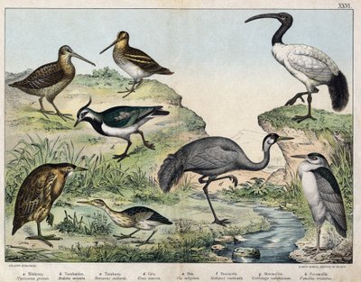 a: Sortkronet flok (Nycticorax griseus), b: Stjernefugl (Ardetta minuta), c: Butorcendré (Botaurus stellaris), d: Buttercrane (Grus cinerea), e: Sacred ibis (Ibis religiosa), f: Becasse (Scolopax rusticula), g: Marsh (Gallinago), h: Almindelig vaneau (Vane af Unknown artist