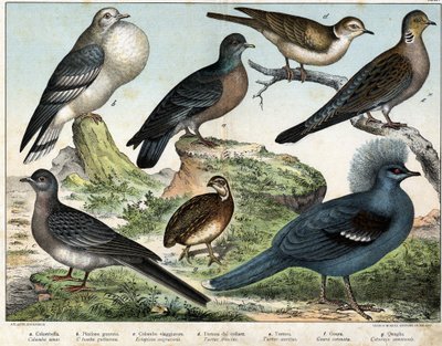 a: colombiansk due (Columba oenas), b: mongolsk due (Columba gutturosa), c: Trækdue (Etopistes migratoria), d: Tyrkisk due (Turtur risorius), e: Skovdue (Turtur auritus), f: Goura (Goura) kronet), g: Hvedevagtler (Vagtel almindelig) - i "" af Unknown artist