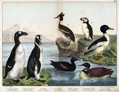 a: Almindelig guldfisk (Mergus merganser), b: Almindelig lappedykker (Podiceps cristatus), c: Almindelig lom (Colimbus glacialis), d: Sort Guillenot (Cephis grylle), Pinguoin (Alca impennis), f: Lunde (Fratercula artica) ), g; Royal Penguin (Ptenodydydydye af Unknown artist