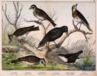 a: Nordlærke (Lark arvensis), b: Lulu-lærke (Lullula arborea), c: Cappellaccia (Galerita cristata), d: Sansonnet-stær (Sturnus vulgaris), e: And (Cinclus aquaticus), f: Drossel (Turdus musicus) - i "Fuglenes naturhistorie", red. Hoepli, Milano af Unknown artist