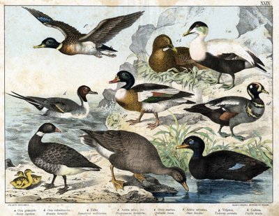 a: Frøgås (Asner segetum), b: Brant (Branta bernicla), c: Edderfugl (Somateria mollissima), d: Harlekinand (Histrionicus torquatus), e: Sortand (Oidemia fusca), f: Græsand (Anas boschas) ) ), g: Belon