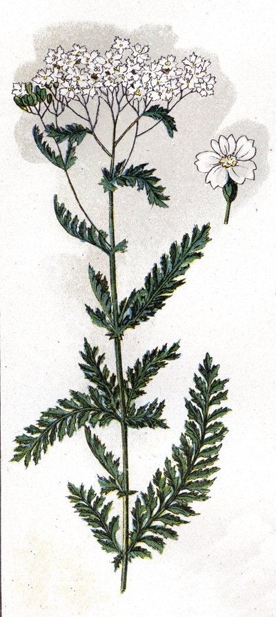 illustration i Mon docteur - traite de medecine et d