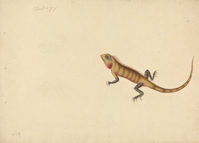 En firben med skitser af en skorpion og en edderkop af Unknown artist