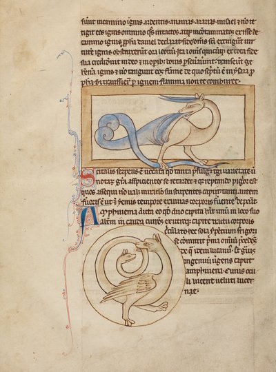 En Scitalis; En Amphisbaena af Unknown artist