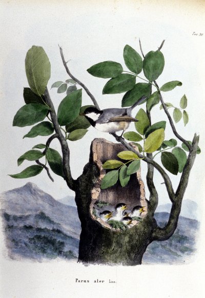 En tavle, der repræsenterer en almindelig fugl (eller spurv) nær dens rede. af Unknown artist