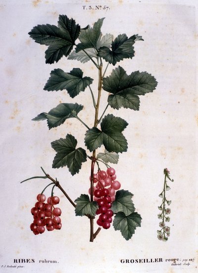 En stikkelsbær: botanisk tavle fra det 19. århundrede. af Unknown artist
