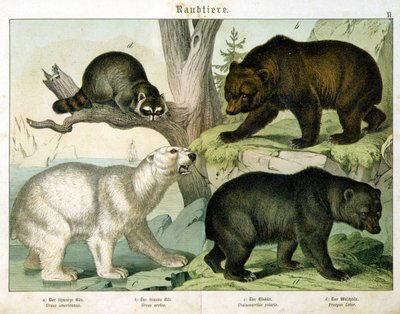 Amerikansk bjørn, brun bjørn, isbjørn og pungdyr - i "" Natural history of pattedyr", red. Schreiber, München af Unknown artist
