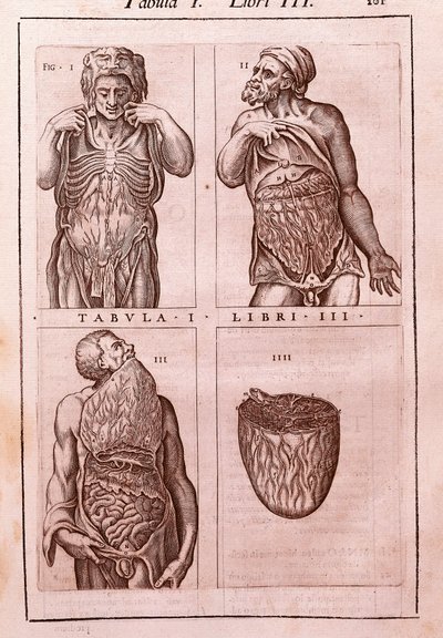 Anatomisk tavle, der repræsenterer: dimensionerne, musklerne i maven, tarmene og maven. Indgravering i "" Anatomia Corporis Humani "" af Juan Valverde De Amusco (1525-1588). Tabel I, bog III. Barcelona. Biblioteca de Catalunya (Nationalbiblioteket i Ca af Unknown artist