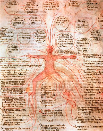 Anatomisk diagram, der illustrerer blodcirkulationen Miniature fra manuskriptet "" De surgia""" Venedig Biblioteca Marciana fra det 13. århundrede af Unknown artist
