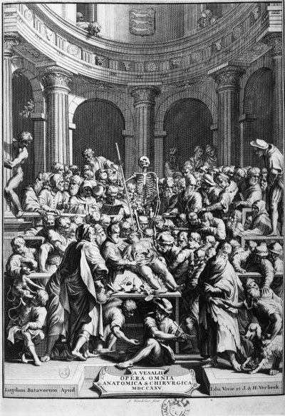 André Vésale (1514-1564), grundlægger af moderne anatomi, lærer i anatomi og kirurgi (på latin: Andrea Vesalius, på hollandsk: Andries Van Wesel). af Unknown artist