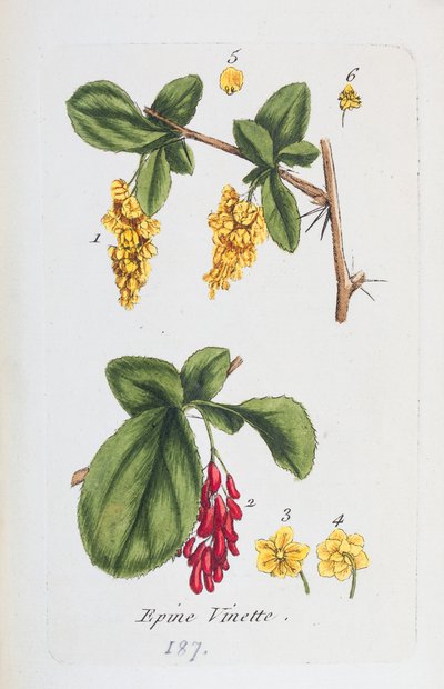 Berberis af Unknown artist